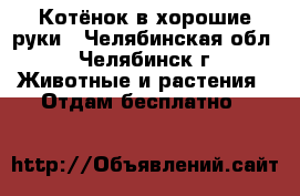 Котёнок в хорошие руки - Челябинская обл., Челябинск г. Животные и растения » Отдам бесплатно   